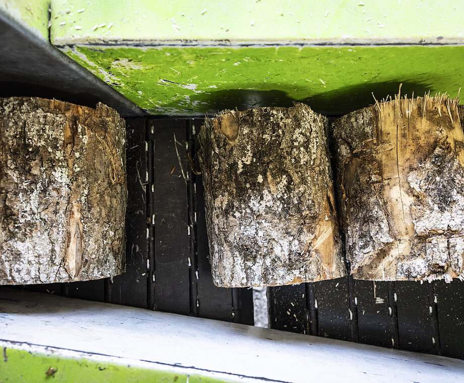 Frisch zugeschnittene Holzstücke werden in der Maschine für den anschließenden Spaltvorgang weitertransportiert.